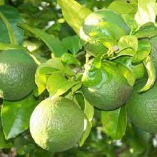 Mosambi Fruit Plant Manufacturer & Supplier in India